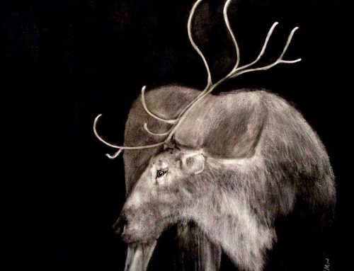 Deer 2017