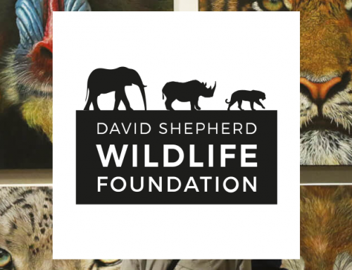 Exhibition: David Shepherd Wildlife Artist of the Year (29 May – 2 June 2019)